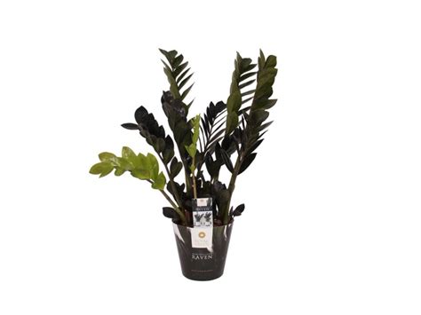 Zamiokulkas Raven Zamioculcas Don Cm Kupuj W Obi