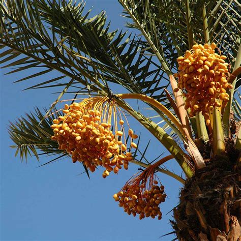 Date Palm