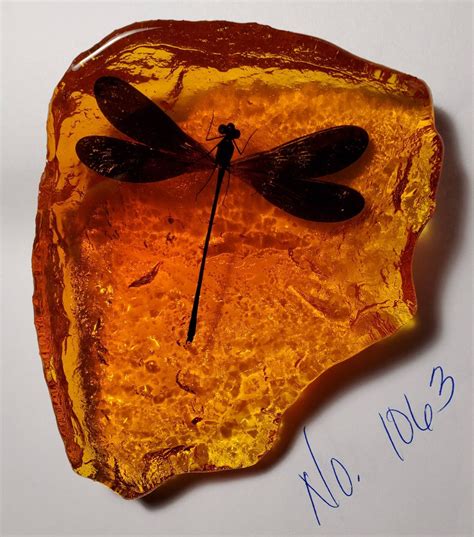 Dragonfly In Amber Resin Size Medium Rock For Outlander By Diana