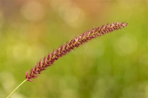 Red Fox tail stock image. Image of white, animal, wildlife - 21808895