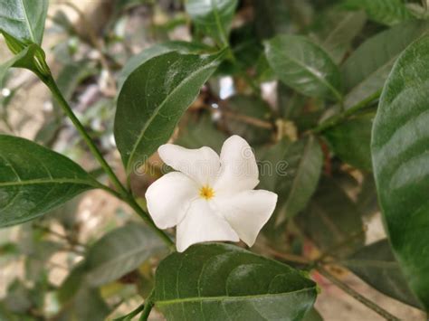 Jasmine Flower in the Garden Stock Photo - Image of garden, floral ...