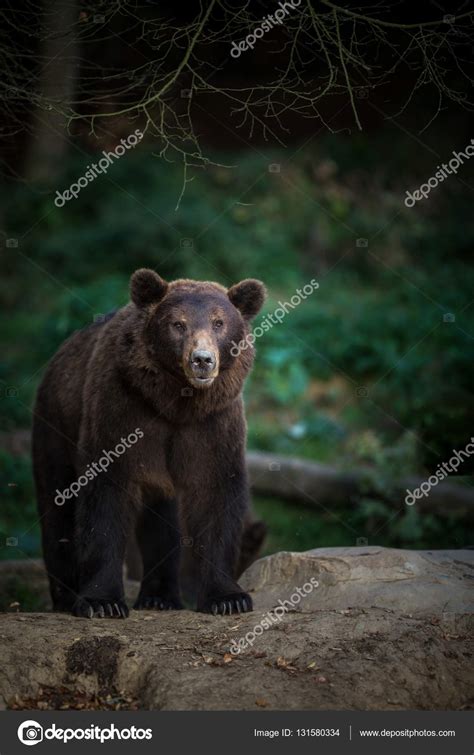 Brown bear (Ursus arctos) — Stock Photo © lightpoet #131580334