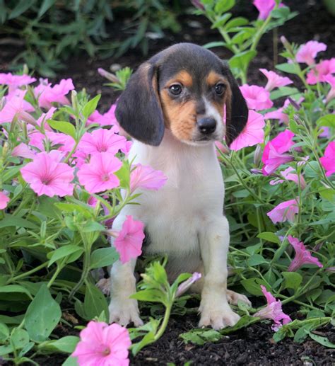 AKC Registered Beagle Puppy For Sale Sugarcreek, OH Male- Houston – AC ...