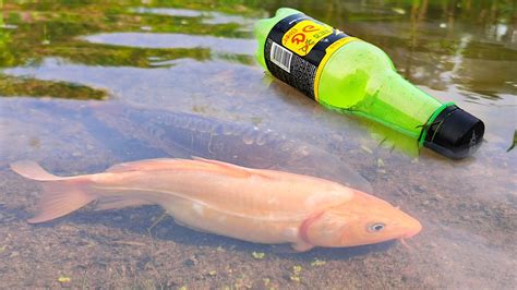 Amazing Bottle Hook Fishing Technique Catching Fish With Plastic