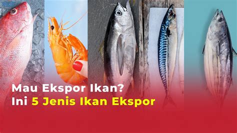 Jenis Ikan Ekspor Dari Indonesia Paling Laris Di Pasar Internasional