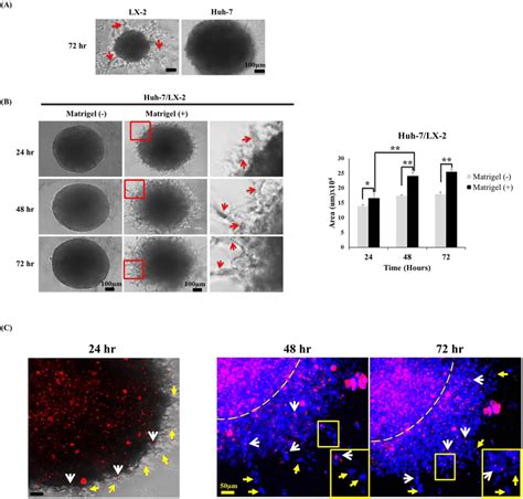 Invasive Migratory Profile Of Mixed Cell Spheroids A Cell Invasion Download Scientific