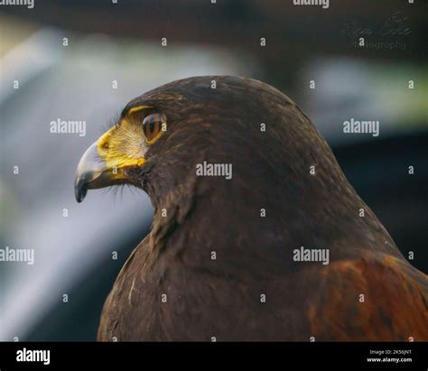 red hawk close up Stock Photo - Alamy