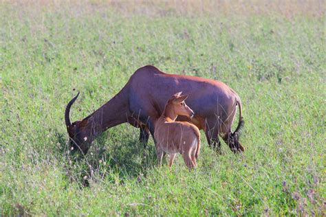 Hartebeest | Animal Kingdom