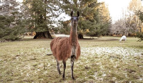 Guard Llama or Guard Donkey: Making the Right Decision for Your Farm ...