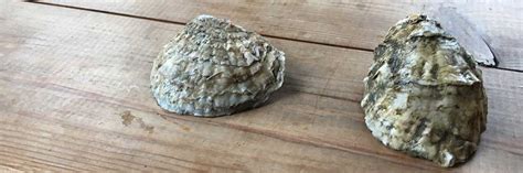 Native oyster or rock oyster - what's the difference? – Colchester ...