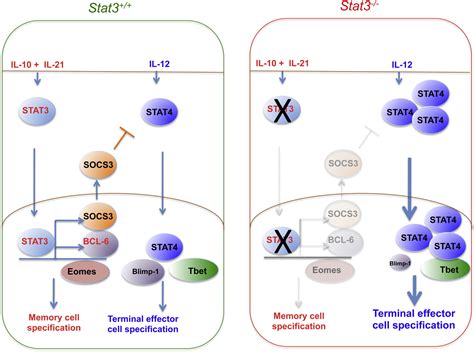 An Interleukin 21 Interleukin 10 Stat3 Pathway Is Critical For