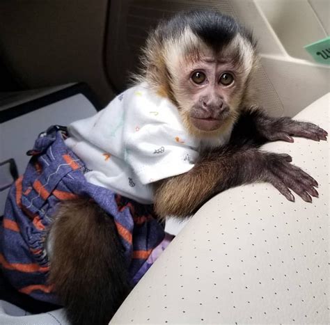 Capuchin Monkey For Sale Capuchin Monkey For Sale Near Me