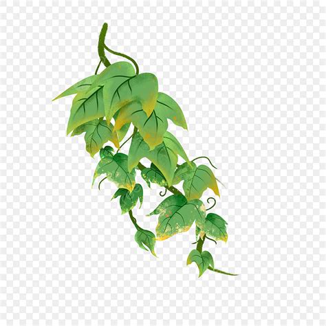 Ripe Ivy Clip Art Ivy Clipart Lush Ivy League Png Transparent