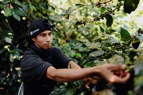 Caffenio Una Marca De Preferencia Y Visión Innovadora