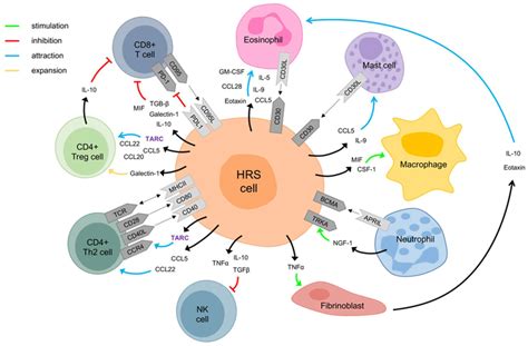 The Figure Shows Interactions Between Hodgkin And Reed Sternberg Hrs