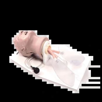 Life Form Airway Management Trainer With Stand Medisecur Medisecur