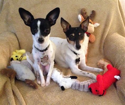 Albums 98 Pictures Min Pin And Rat Terrier Mix Sharp