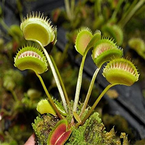 Generic Pcs Lot Potted Insectivorous Plant Seeds Dionaea Muscipula