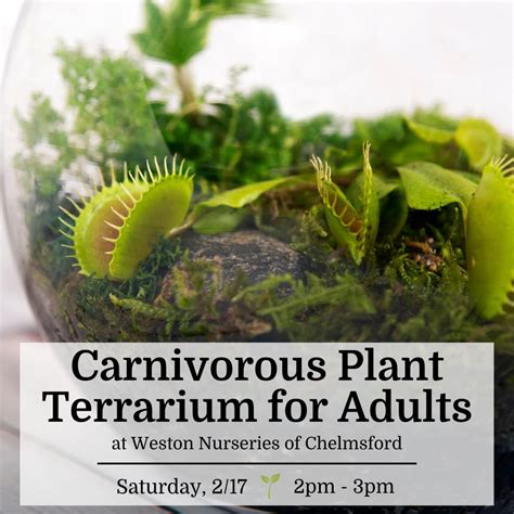 Carnivorous Plant Terrarium For Adults Chelmsford Weston Nurseries