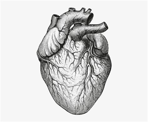 Heart Anatomy Human Heart Illustration Free Transparent PNG