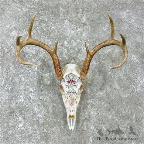 Whitetail Deer Skull European Mount For Sale #25925 - The Taxidermy Store