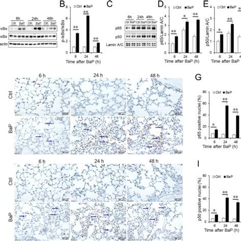 The Effect Of Acute Bap Exposure On Pulmonary Mapk Signaling Mice Were