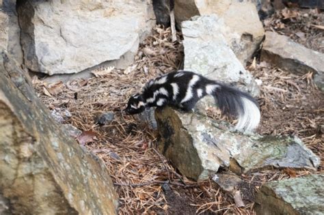 Eastern Spotted Skunk | Virginia DWR