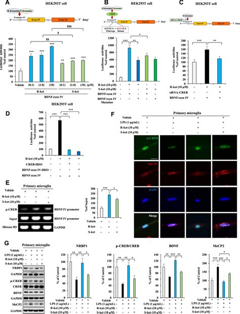 Effects Of R Ketamine And S Ketamine On The Bdnf Activation A B