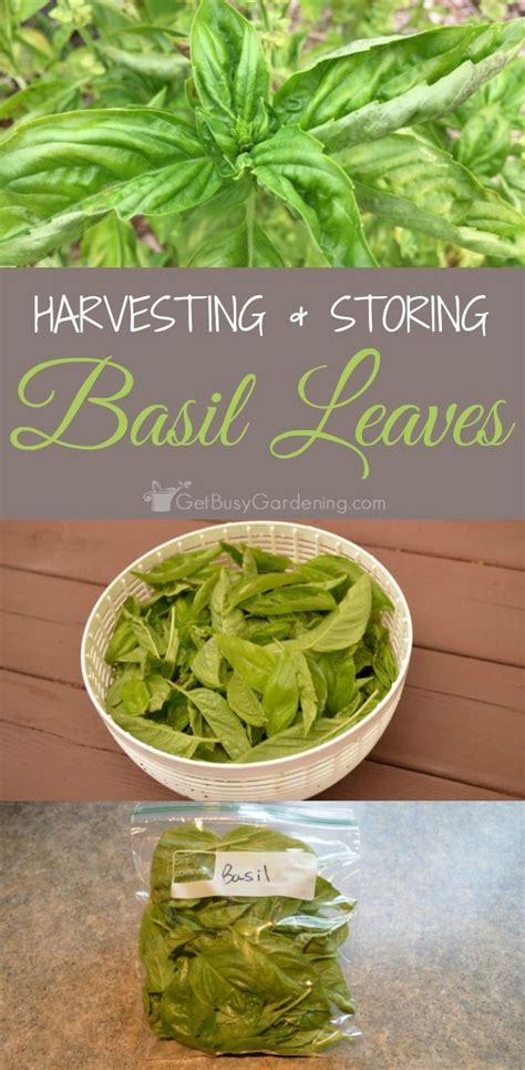 Storing Fresh Basil Leaves Best Ways To Preserve Storing Basil