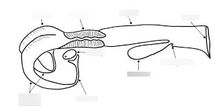 Cow Reproductive System Diagram | Quizlet