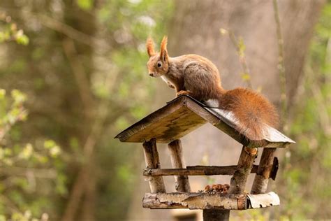 Leckerbissen Für Eichhörnchen So Unterstützen Sie Die Nager