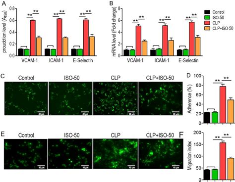 Analysis Of Iso On The Adhesion And Migration Of Inflammatory Cells