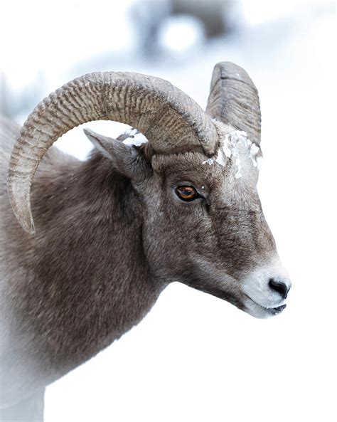 close  photo  ram  stock photo