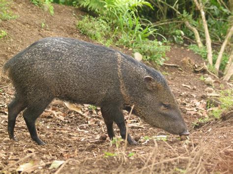 Collared Peccary Pecari Tajacu Mammal