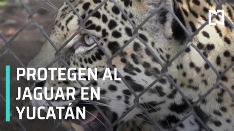 Yucatán Suma Esfuerzos Para Proteger Al Jaguar Las Noticias Youtube