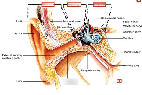 Auditory System Diagram | Quizlet