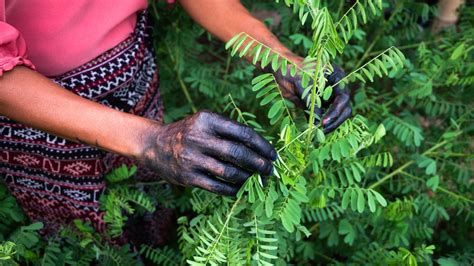 indigo dye plant     natural indigo  kristine