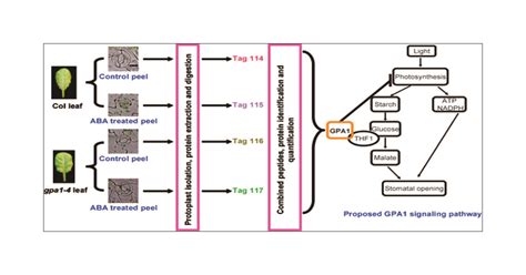 ABA Regulated G Protein Signaling In Arabidopsis Guard Cells A