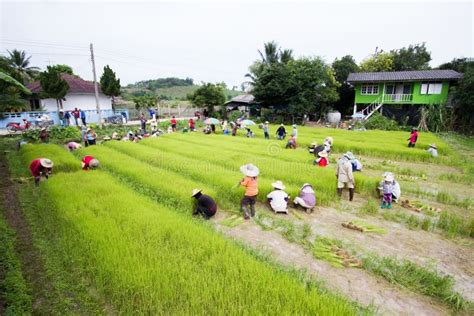 Chiang Rai Thailand July 16 Unidentified Thai Farmers Preparation Rice Seedlings For