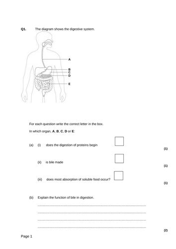 Human Digestive System New Gcse Teaching Resources