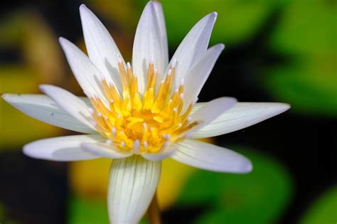 Premium Photo White Water Lily Nymphaea Alba Closeup Of White Lotus