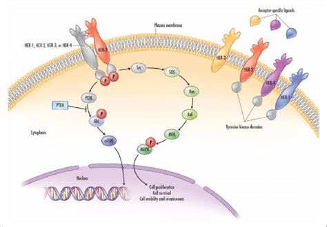 Epidermal Growth Factor Receptor Pathway