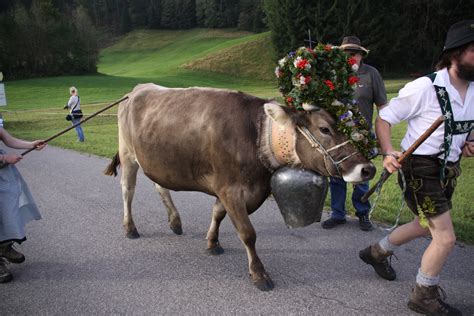 Kostenlose Foto Kuh Stier Fr Ulein Ochse Allg Du Almabtrieb