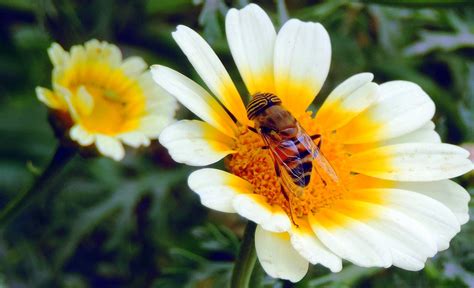 Busy A Bee Is Never As Busy As It Seems Its Just That I Flickr