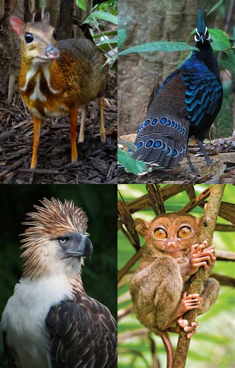unique animals   spot    philippines