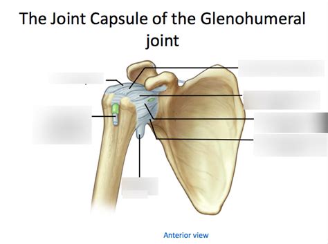joint capsule   glenohumeral joint diagram quizlet