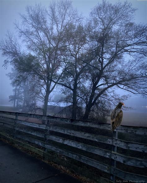 Blue Hour On The Fence Paulding County GA Sally Hale Flickr