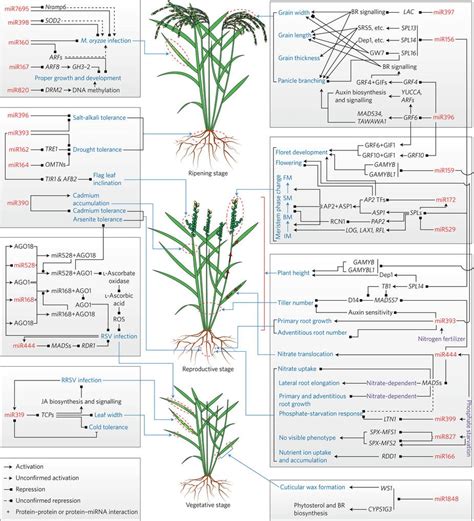 科学网—唐久友博士nature Plants特邀综述：microrna在育种上的应用 储成才的博文