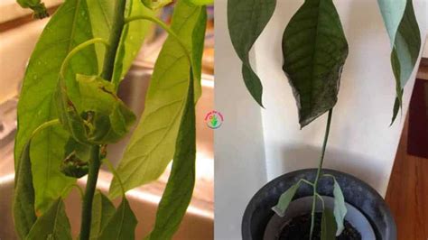 Why Are My Avocado Leaves Curling Easy Solutions Garden For Indoor