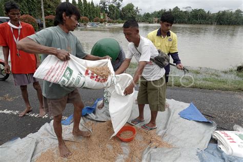 GAGAL PANEN PETANI BANYUMAS AKIBAT BANJIR ANTARA Foto